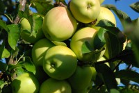 /album/fotogalerie/photo-jablka-jpg1/