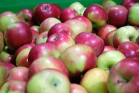 /album/fotogalerie/photo-jablkavolna-jpg1/